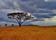acacia-fiber