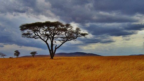 acacia-fiber