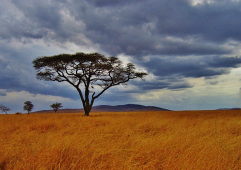 acacia-fiber